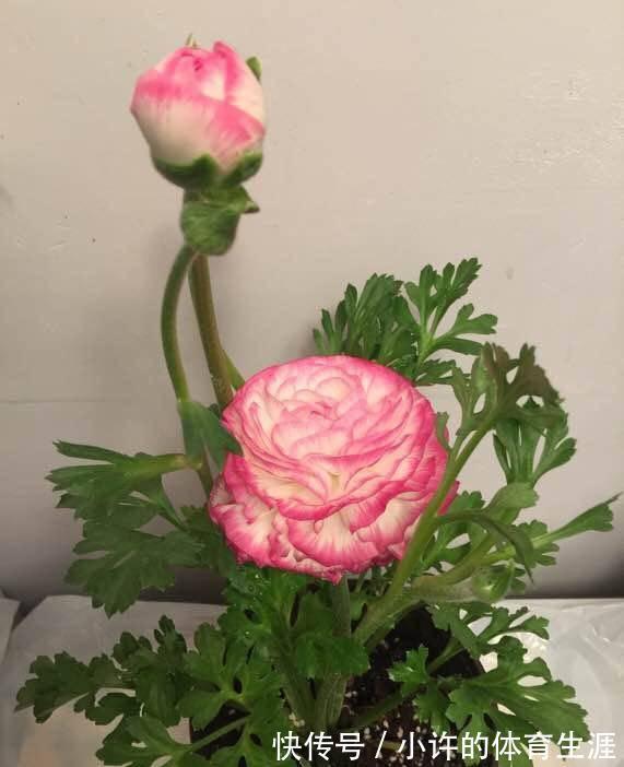 这花花漂亮似牡丹,30天不浇水都不死,一年四季都开花