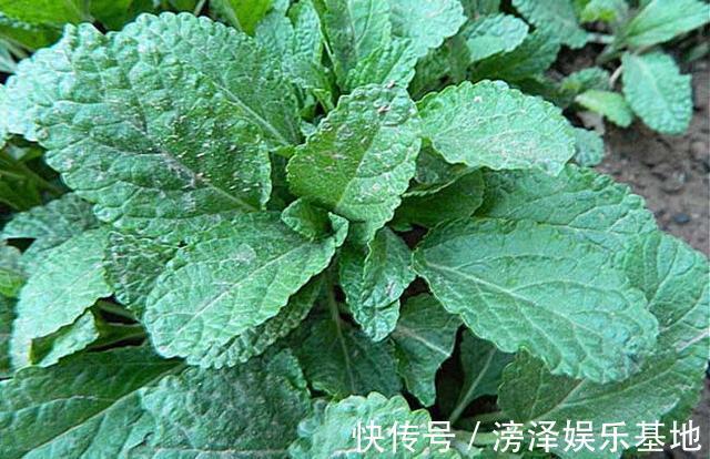 癞蛤蟆草|这村这种叶子皱巴巴的野草，现在价值珍贵，遇到请珍惜