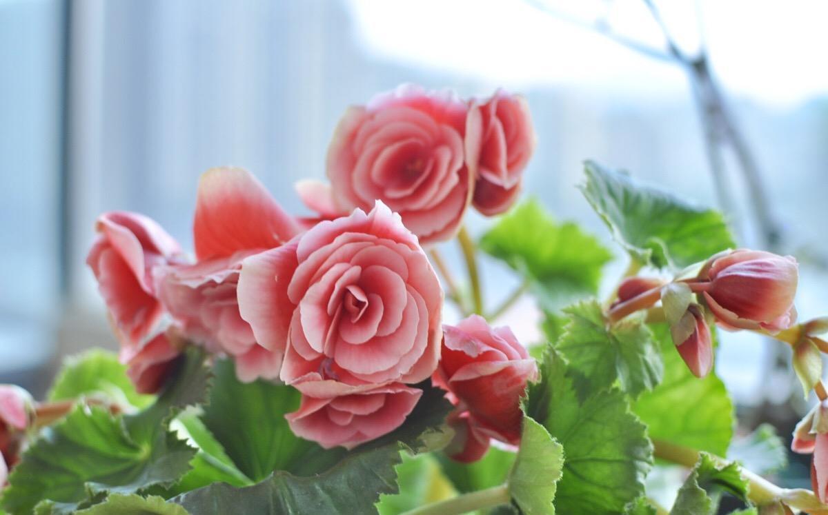 更是|新手别养这3种花了,没经验很难养,开花更是大问题