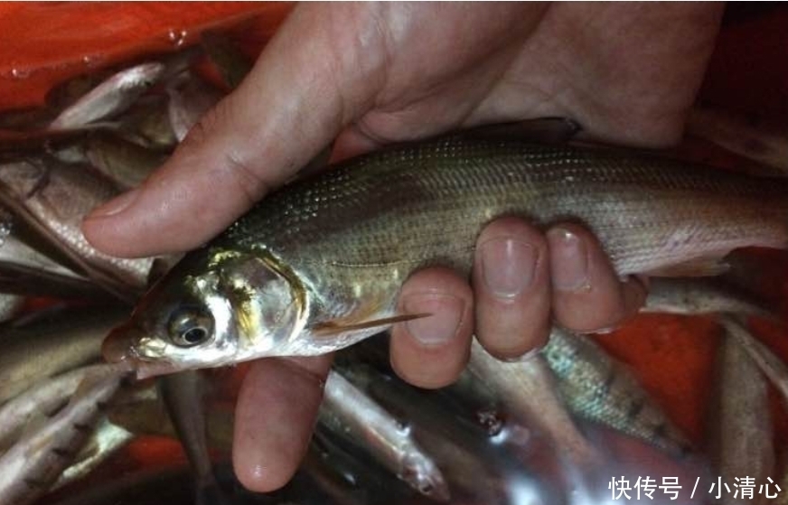 这是淡水中最难吃的鱼，买一斤送两斤，常年在河道泛滥