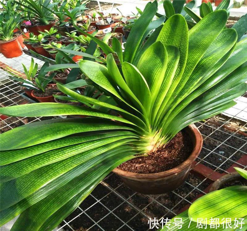 秋天养君子兰,“死记硬背”四大原则,冬天大爆花,花箭拔得多