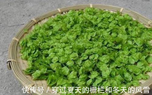 榆树钱|聪明人爱吃3种食物,营养丰富、延缓衰老,好处多多