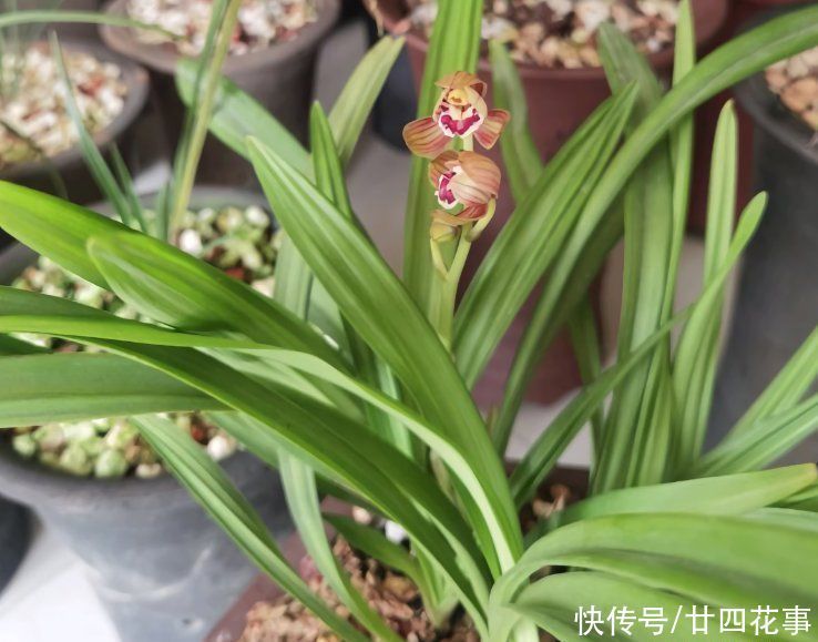 春兰|这花公认难养，冬天室内要注意，放外面冻20天，开花多又香