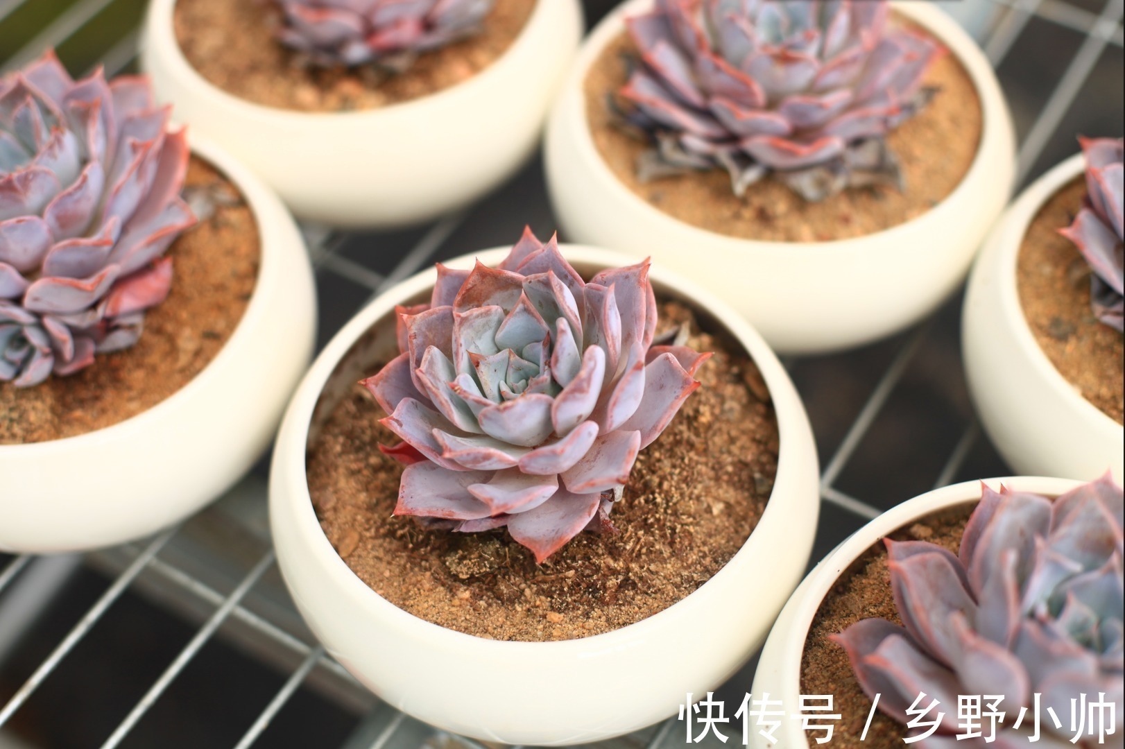 别的多肉都肥嘟嘟胖乎乎的,这些薄叶多肉也很美,看看你养了几种