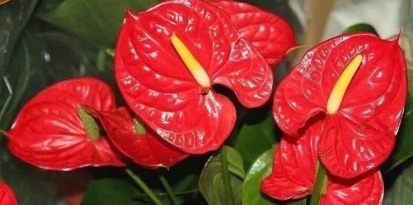 细数花期超长的六种花卉,养护好就比“往年”开花多得多,美醉了