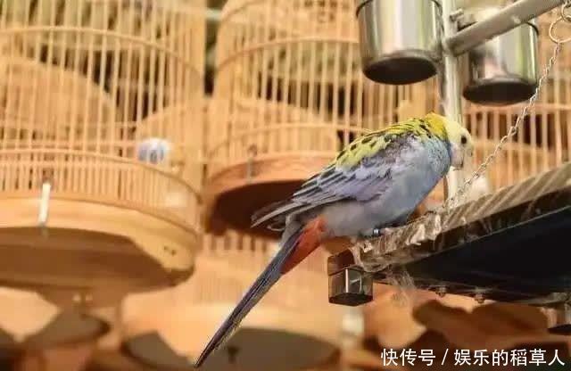 中年|撒糖！这些西安文旅CP你磕谁？