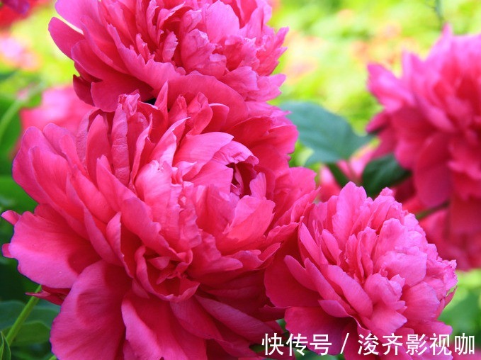 芍药花|喜欢养花,不如养芍药花,养护轻松,花苞大过拳,开花超美!