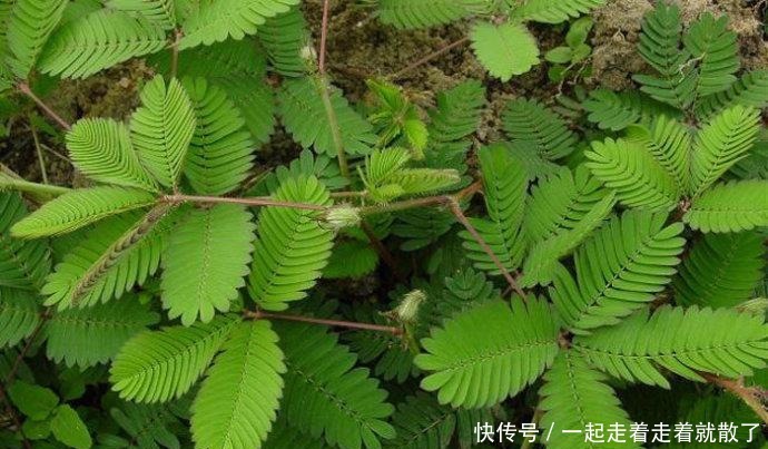 眼球|此花是一种有礼貌的植物，非常的迷人与可爱，十分的吸引人的眼球