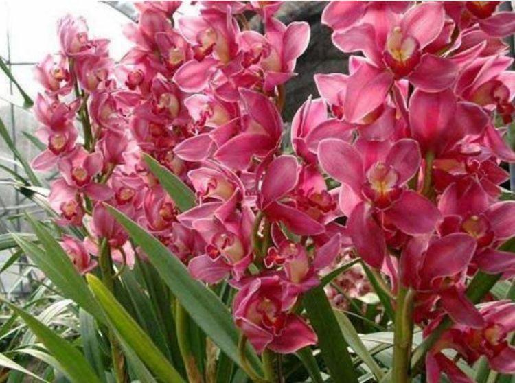 大花蕙兰|几款花卉养在家里,花开媲美玫瑰,花朵姿态万千,美极了