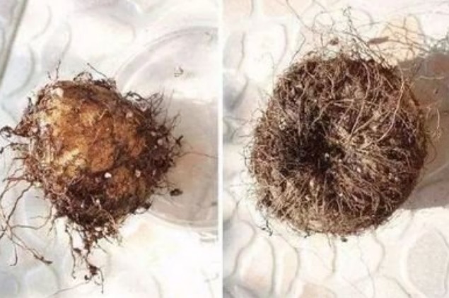 大岩桐常用的3种繁殖方法,简单易懂,一学就会