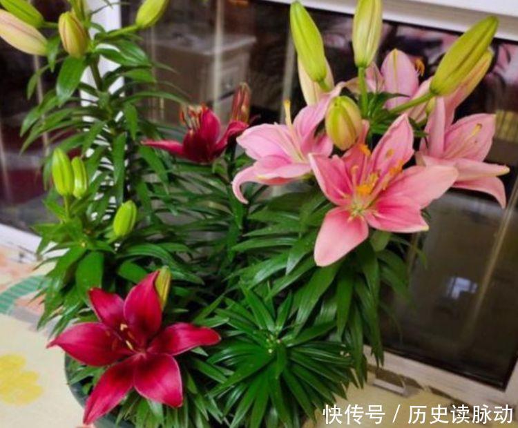 4种花高贵优雅，花开不断，看了就让人沉醉