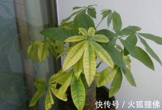 秋冬|秋冬发财树怎么养?知道这4点就够了,保证枝繁叶茂
