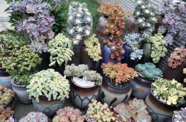 10度养多肉,不拖延这3件事,越冬后才不会仅剩空盆、垃圾