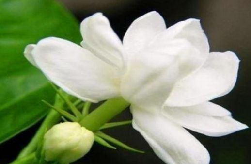 菊花|每天坚持吃3种食物,排毒养颜、延缓衰老,身体棒棒哒!