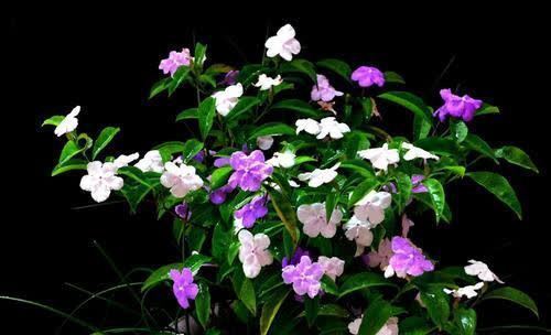 湿润|家里养的这些花,虽是“茉莉”却不是茉莉花,各有千秋颜值高!