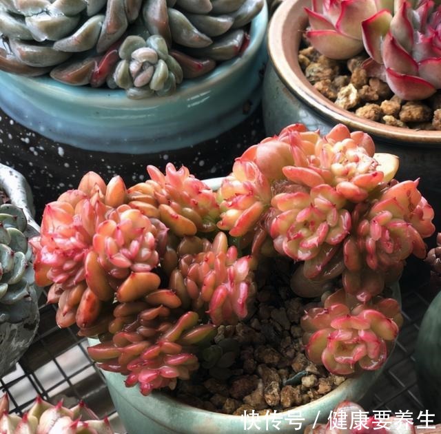 进入“黑名单”的多肉,便宜也不买,“坑”人没商量!