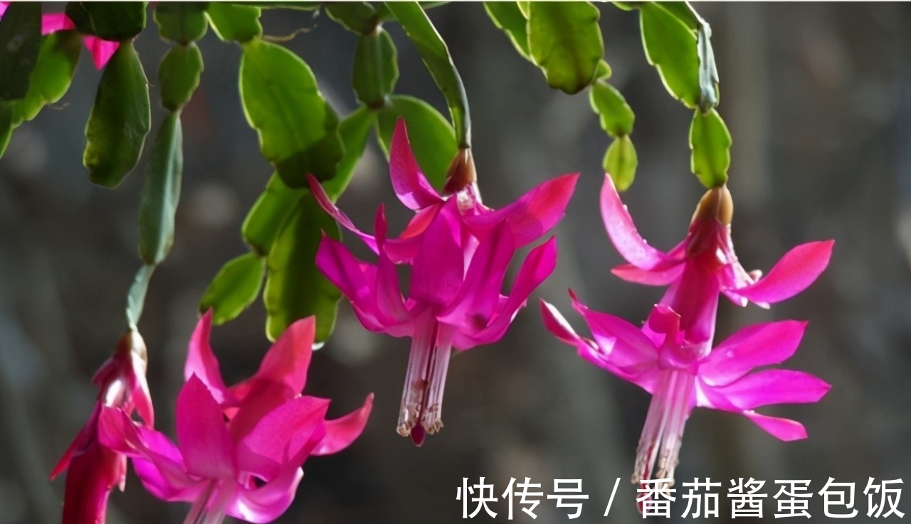 此花胜似“蟹爪兰”,花型美,花量大,一次可以嫁接多层