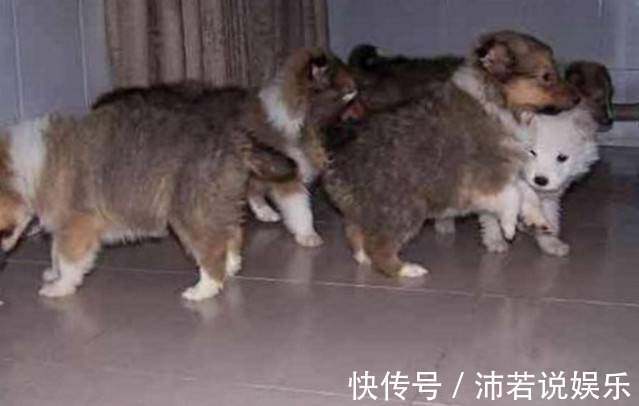 |搞笑外国人:冰薯条VS热薯片,哪个会是你喜欢的