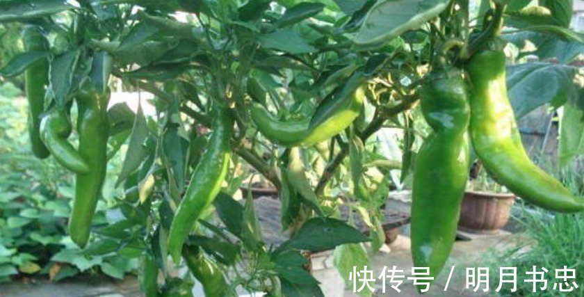 肥料|阳台上最容易种植的“4种蔬菜”生长得快,浇水就行了