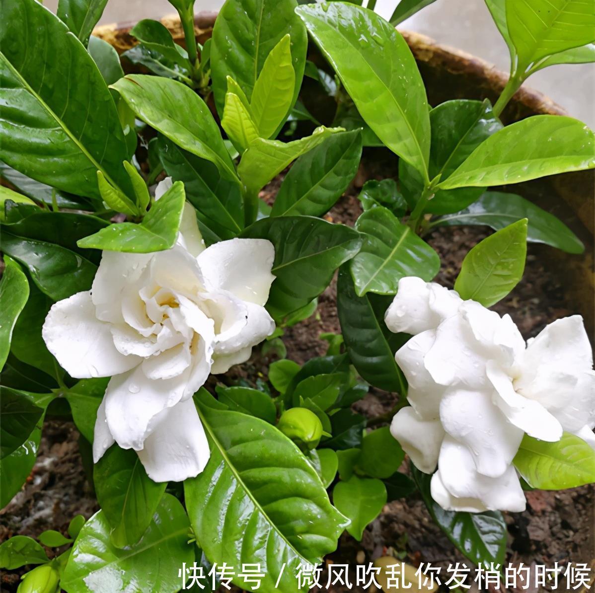 阳台养花“6大错”,错了一个就黄叶,都占了就是“养花杀手”