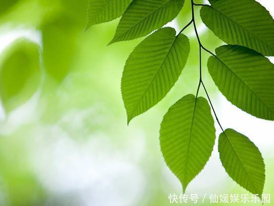 胃火|身体上火,会连累五脏:心火、肝火、胃火,各有几个对应症状