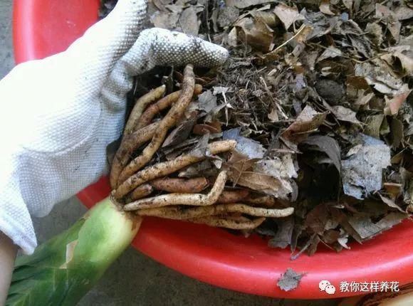 老花匠|老花匠:扔4种“东西”,就是扔钱,比花肥还好用,不花钱!