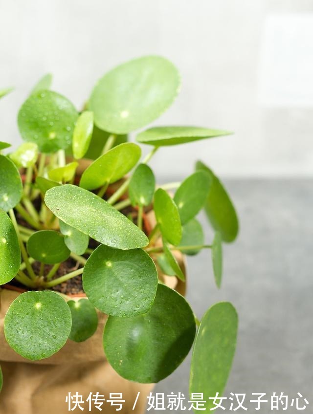 橡皮树|这4种花是天然“吸尘器”,阳台种一盆,灰尘去无踪!