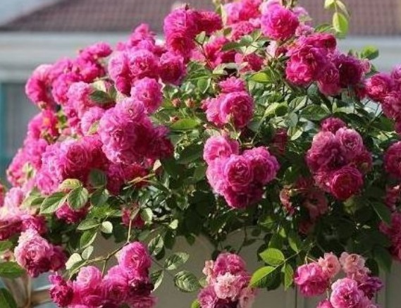 新手养花,不如养盆花中精品“甜蜜马车”,花团锦簇,香味浓郁