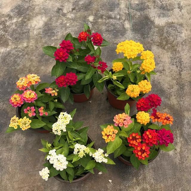 常见的20种有毒花草，有老人、小孩、宠物的家庭千万注意