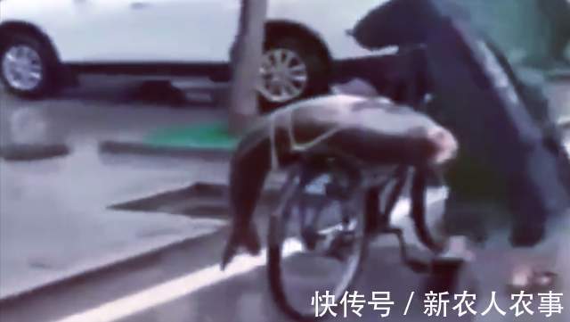 男子意外钓获大鱼,自行车不骑拿来载鱼,走在路上成为全城的亮点