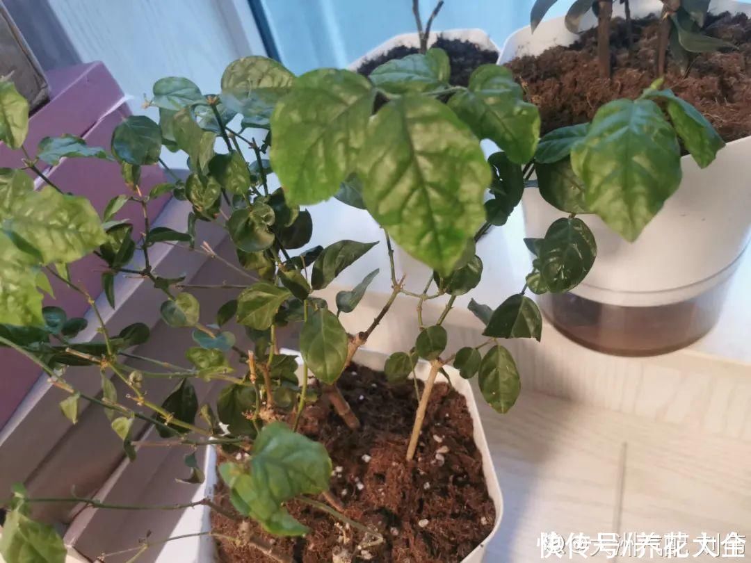 月季|养花“黑名单”实在太难养，心累