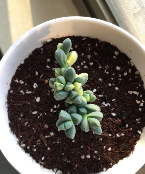  幸运|鹿角海棠变色了，绿叶变黄叶，原来是“出锦”，真是太幸运了