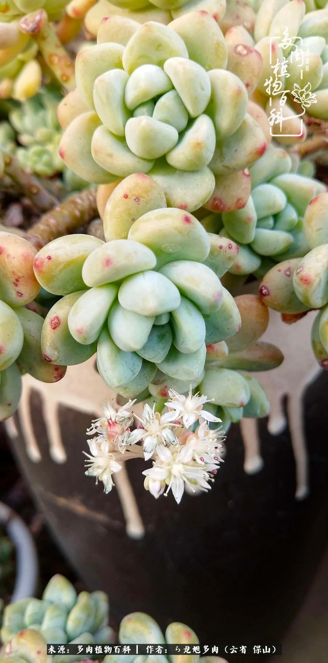 叶片|美了，美了！当秋天的风吹向你我的多肉！