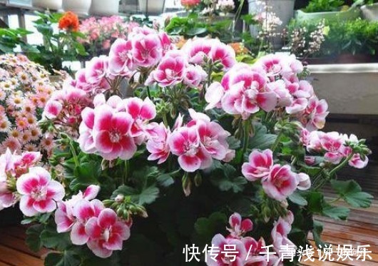 临近夏天蚊虫变多了,这3种花香蚊虫最怕,一家老小都能安心度夏