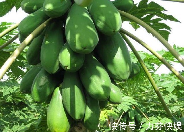 柚子|血糖高没关系,不用忌口放心吃以下3种食物,轻轻松松降血糖