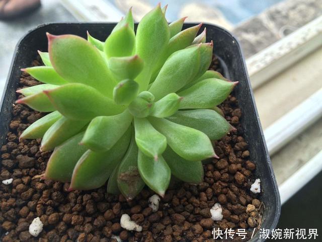 光照|多肉叶片“发软”怎么办浸盆晒太阳,轻松就解决!