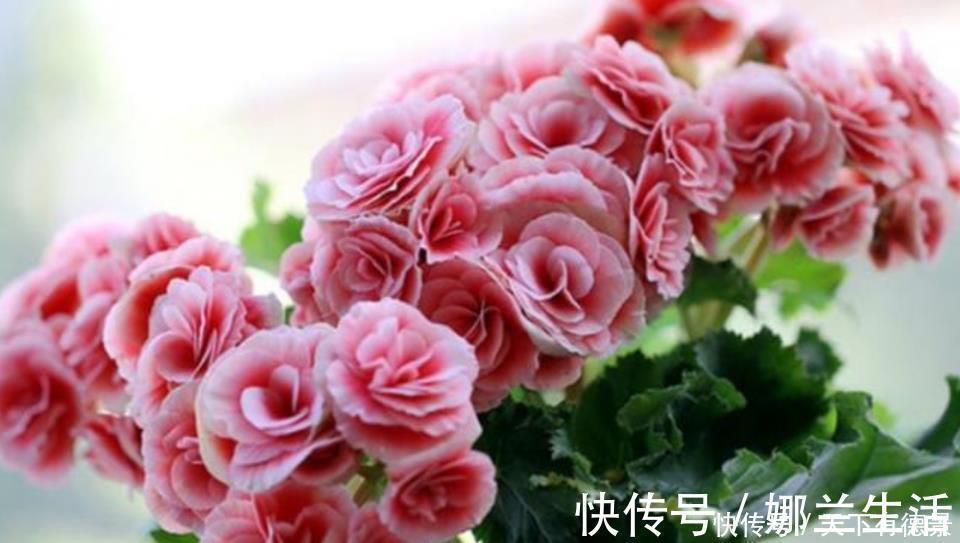 养花就养这几款,全年开花不停,花香四溢飘满屋,美