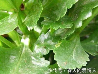 长寿花人人爱养,养护过程中,最容易生虫,该怎么“摆脱”