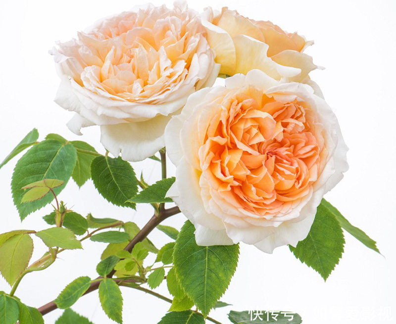 花期|3种花越养越喜欢,比牡丹花还漂亮,花期长,养护简单,还可做盆景