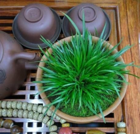 盆栽|巧媳妇在家养了这种绿植盆栽，满屋子都是香味，出门连香水都不用喷