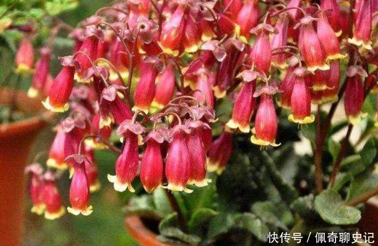 几种植物养在家里,叶片油绿,空气清新,寓意超好的