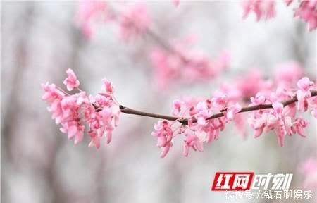 江永|江永:万亩野生紫荆花惹人醉