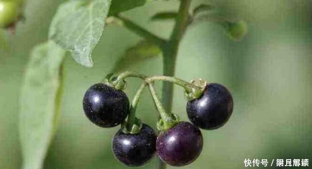 小病|这种花是“解毒高手”,家里养一盆,再也不怕“小病小灾”