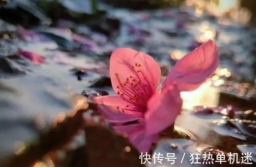 纨绔#纨绔子弟韦应物晚年写下一首诗,体现了为官的良心,令人感佩