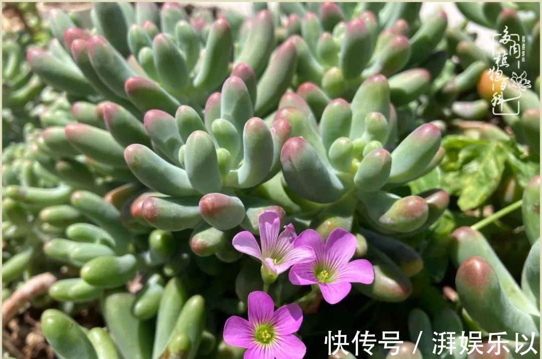 多肉|遇见即美，花事未荼蘼！种一桌子多肉，看花开花落！