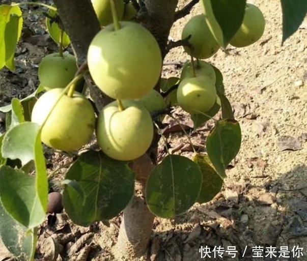 领导干|香水梨树整形修剪的常用树形种类介绍!