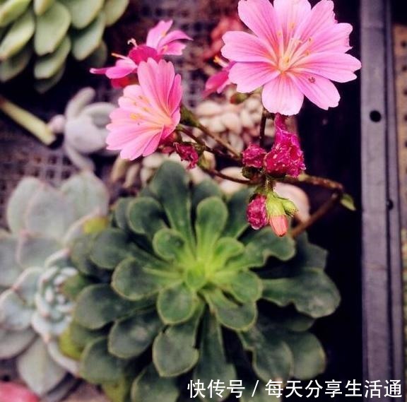 养多肉当选露薇花,好看好养爱开花,带回家盆栽记住7点就够了!