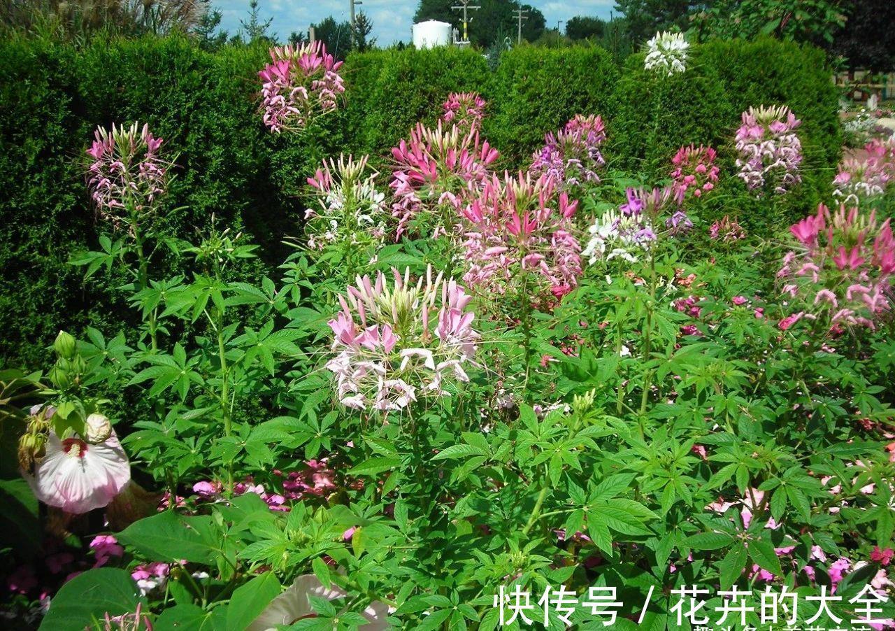 阳台上|有院子可尝试种些夏秋不断开花的醉蝶花，还能养成大型盆栽