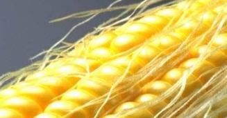 保存玉米,别直接放冰箱冷冻了,教你一招玉米放再久也鲜甜!