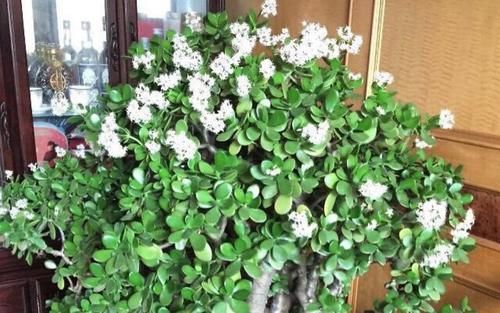 冬天养玉树“3多1少”，不仅长绿叶，还能“育新苗”，越养越旺